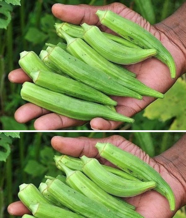 Okra