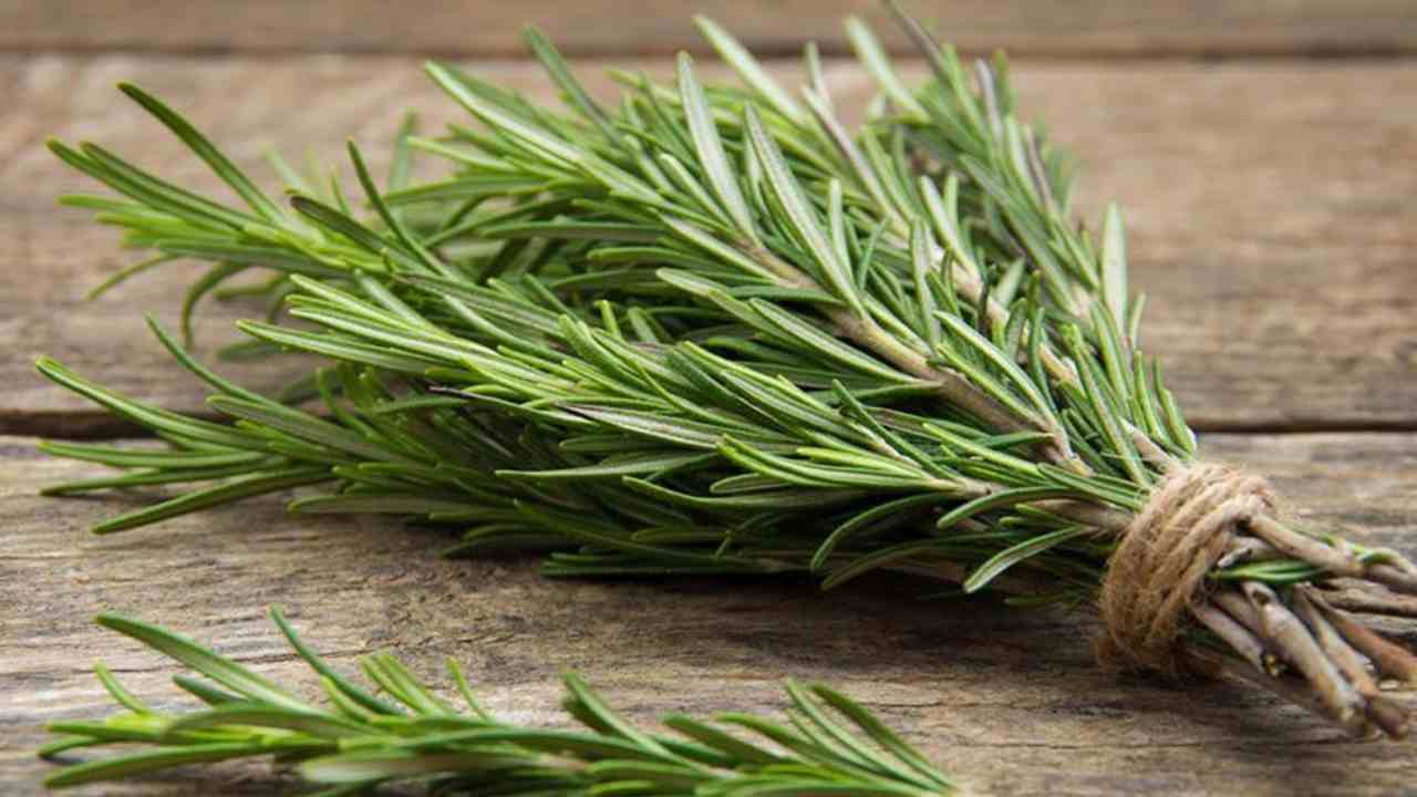 Rosemary: here's how to multiply it