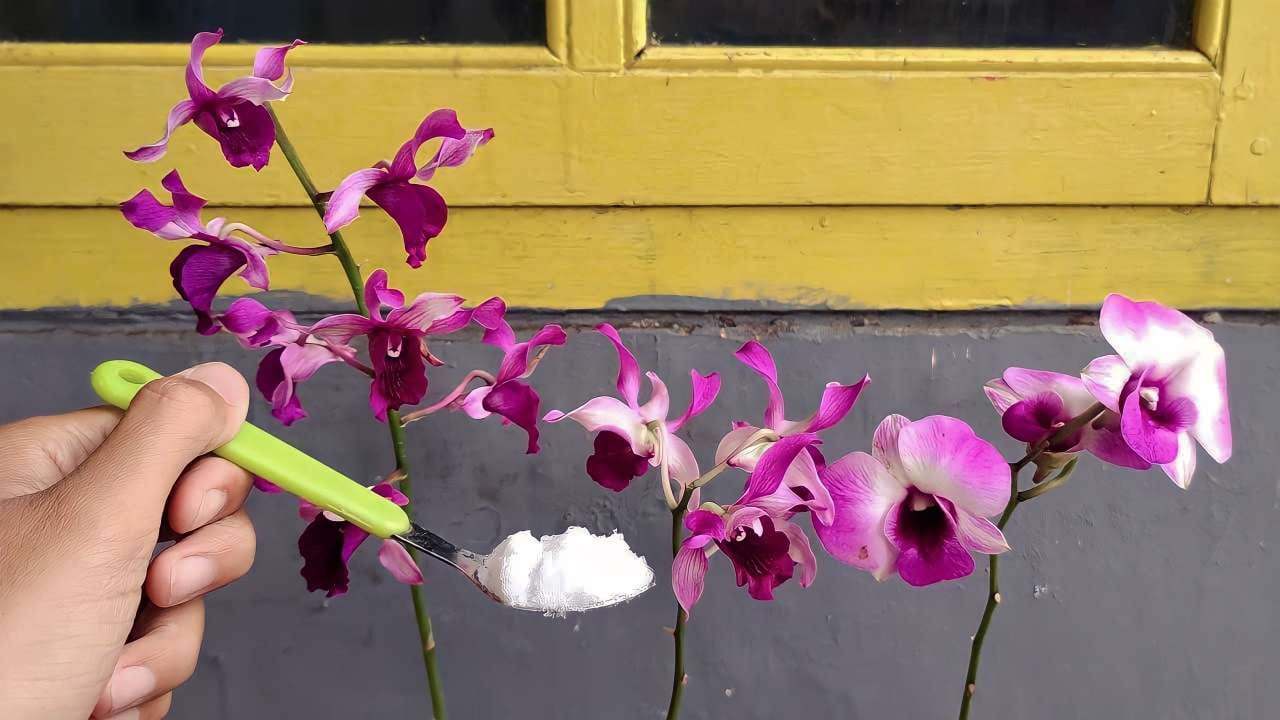 Natural fertilizer