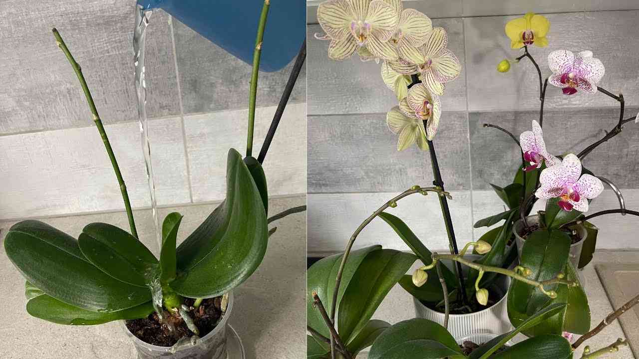 How to water orchids