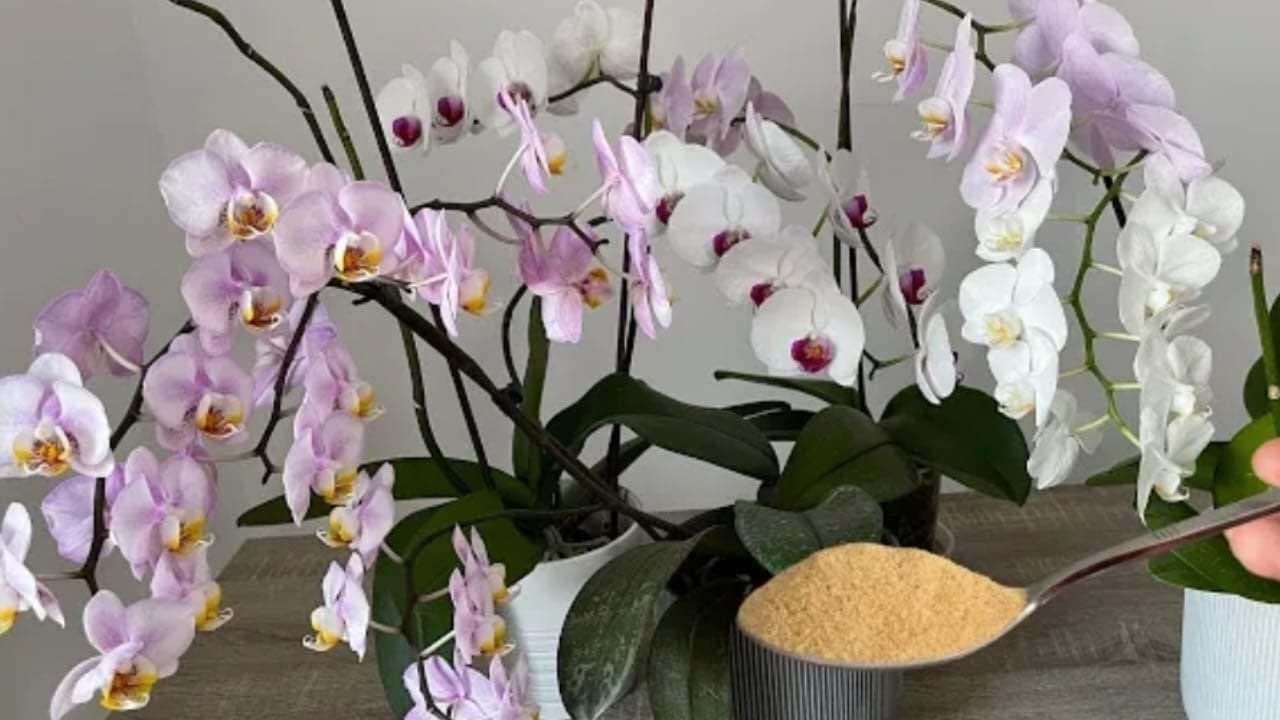 Lush orchids