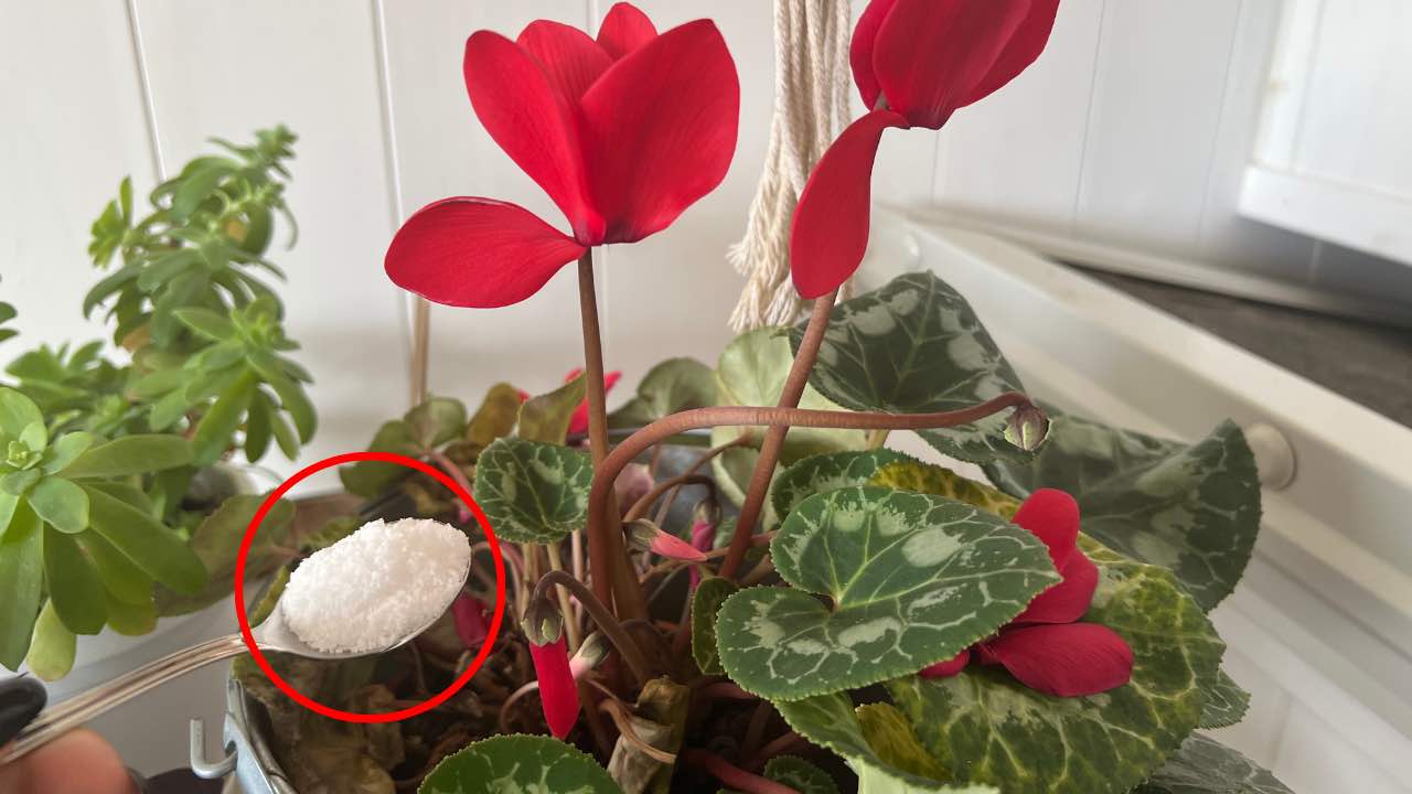 Perennial and vigorous cyclamen