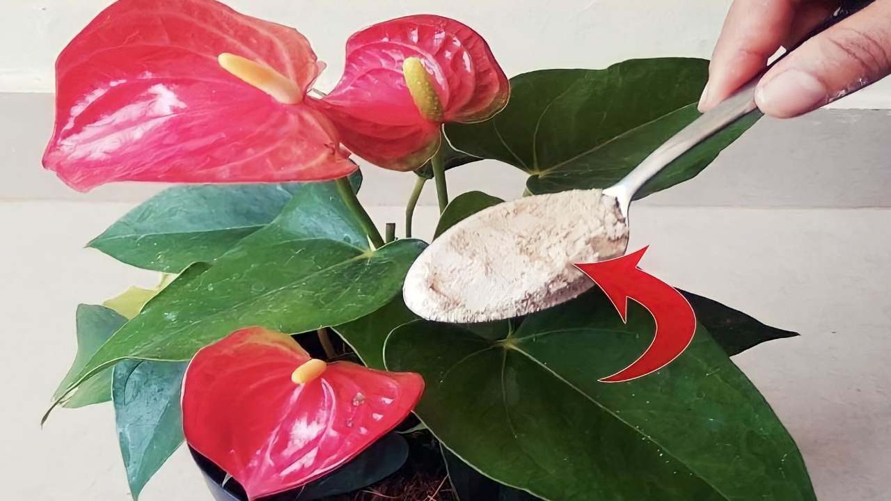 Anthurium