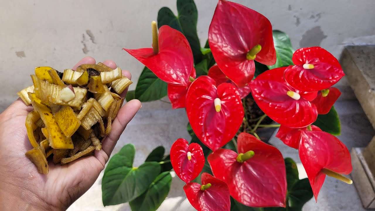 anthurium remedy