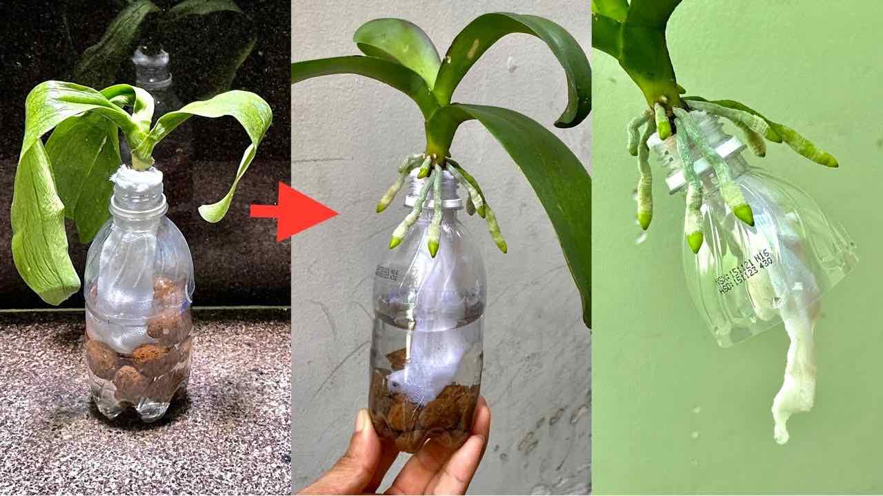 Orchid in a bottle