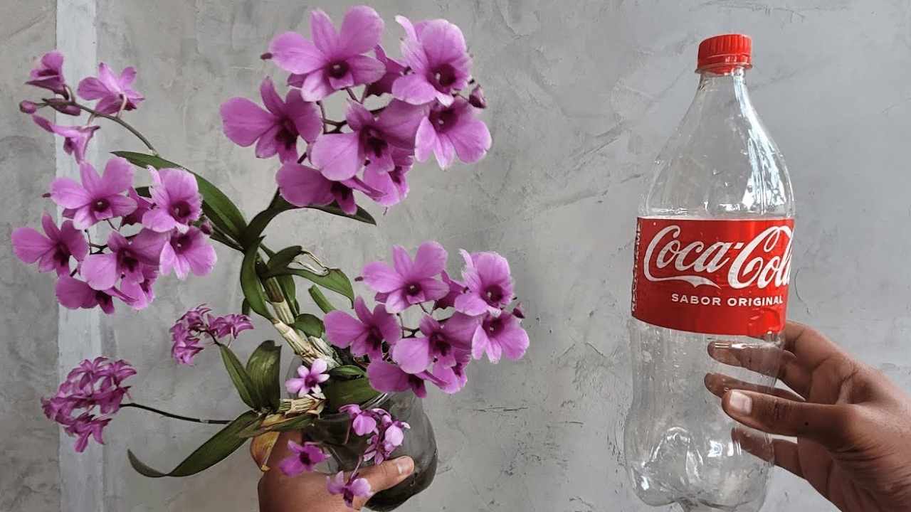 Orchid and empty bottle