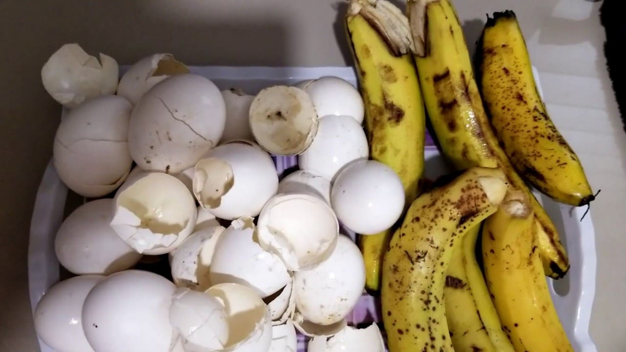 Egg shells and bananas