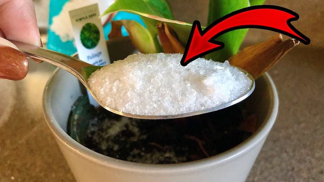 Sugar in plants