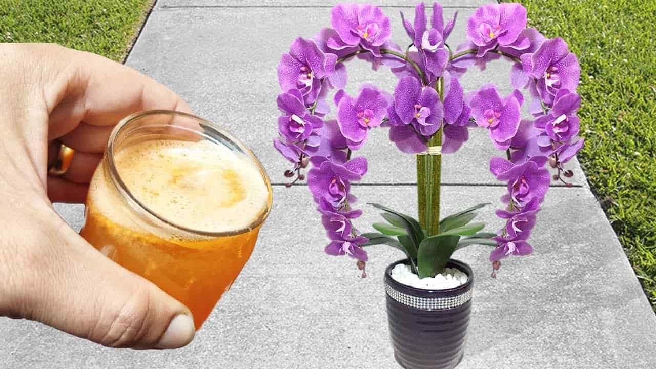 How to make orchids bloom