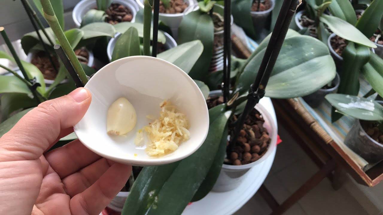 Garlic clove in orchids