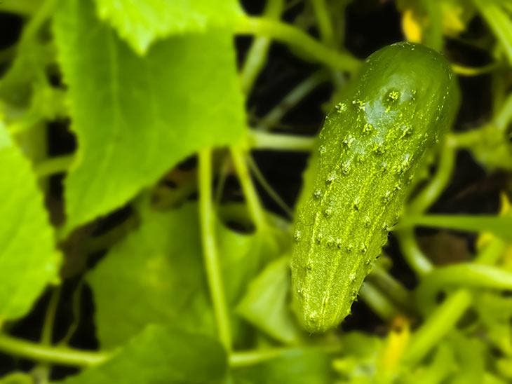 Cucumber plantation