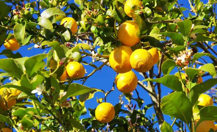 Lemon tree Lemon tree