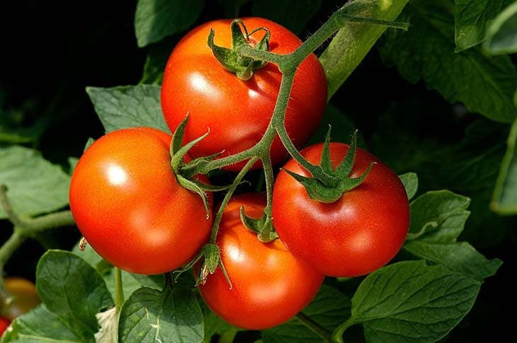 Fresh tomatoes