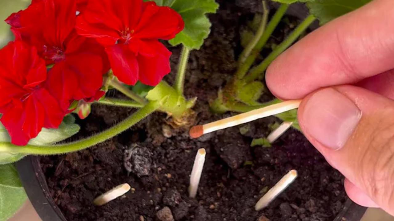 matches in plants