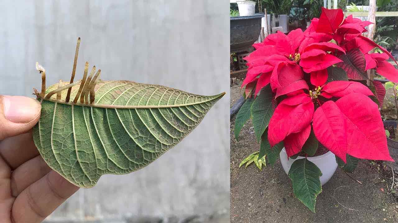 Lush poinsettia