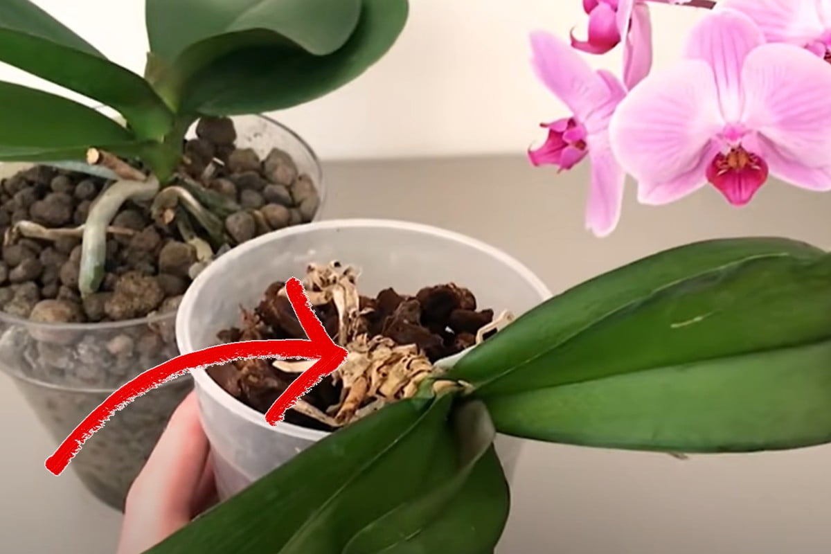 Orchid with dry roots? Don't throw it away! Here's how to save her!