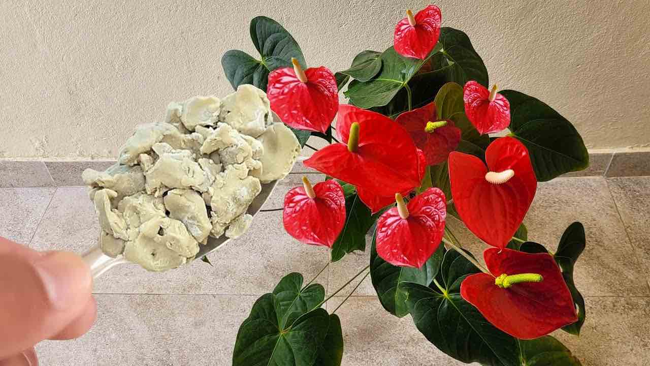 secret anthurium