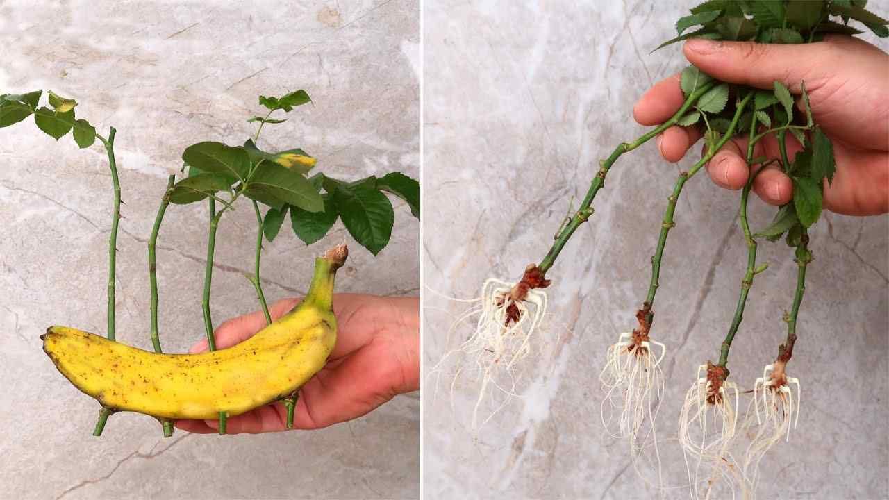 Roses, how to multiply them infinitely with a banana