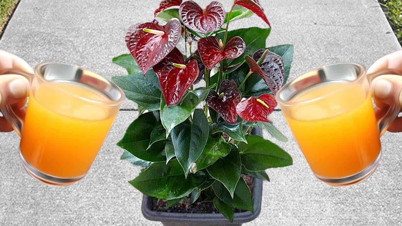 Natural bomb flowering Anthurium