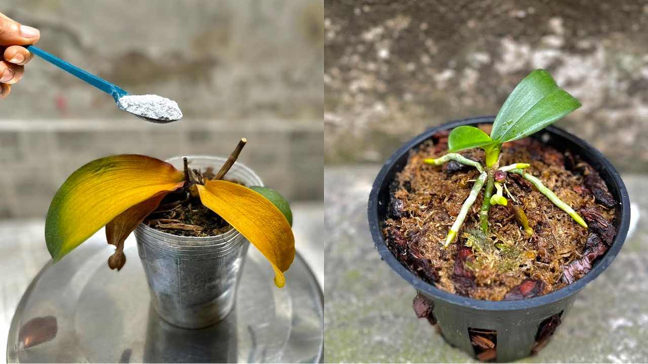 orchid before and after