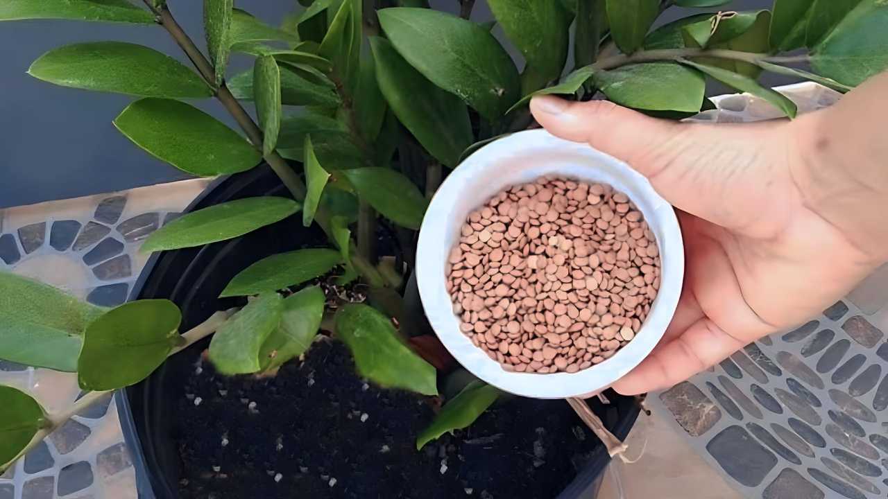 Lentils in plants