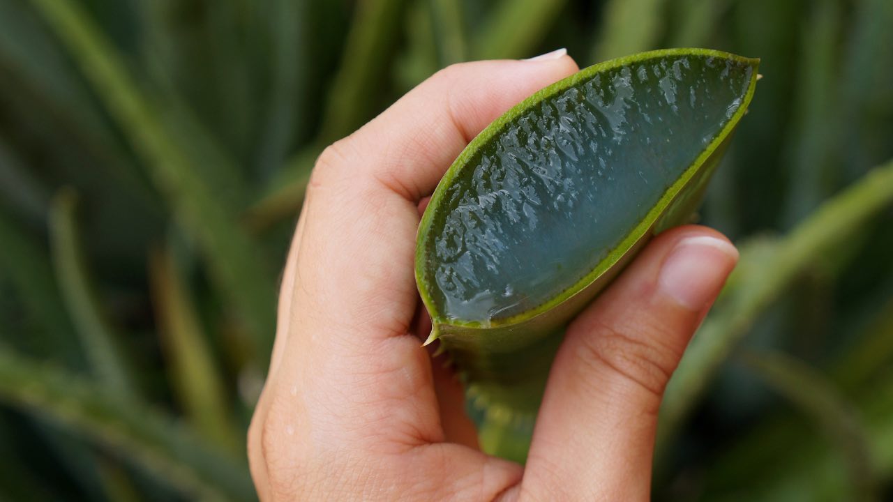 aloe plant