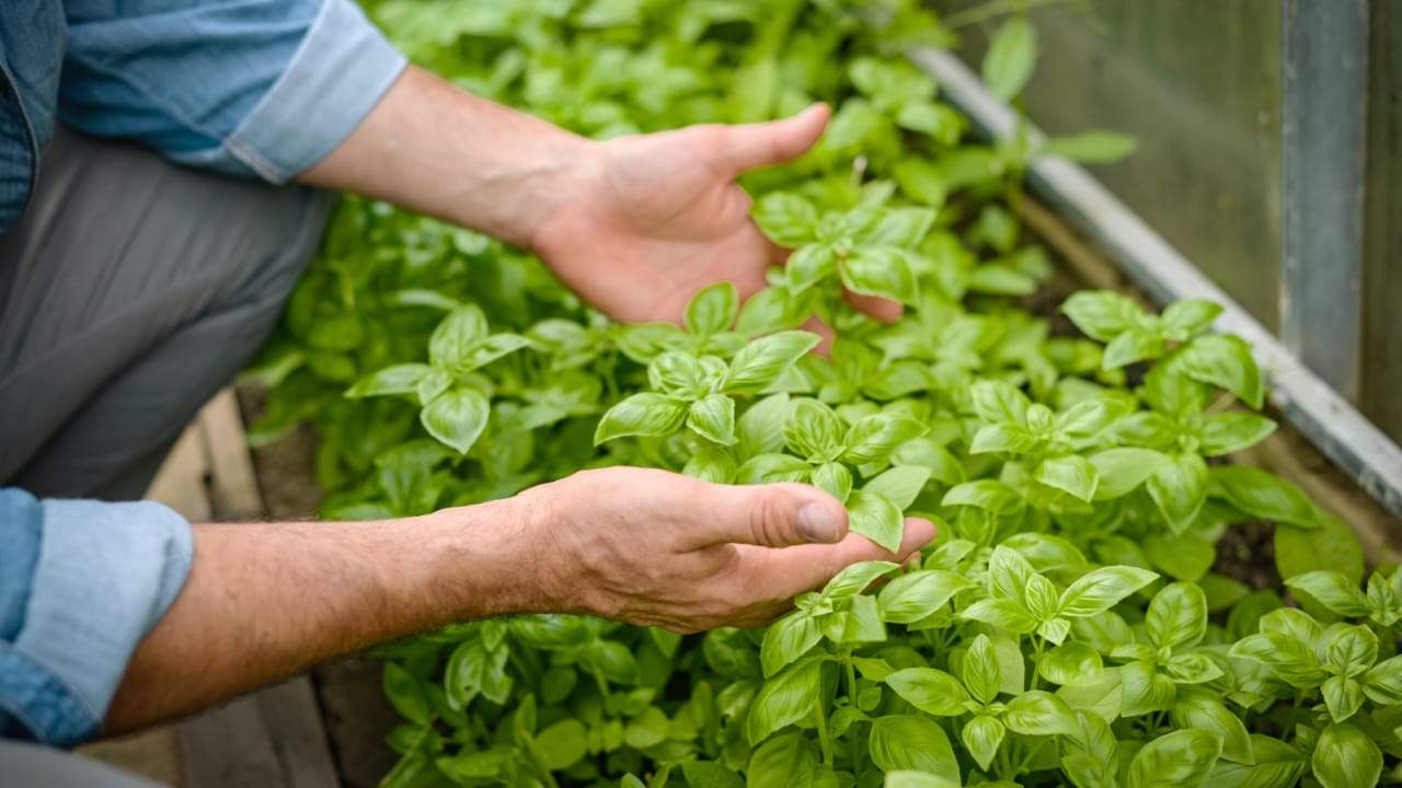 Healthy basil