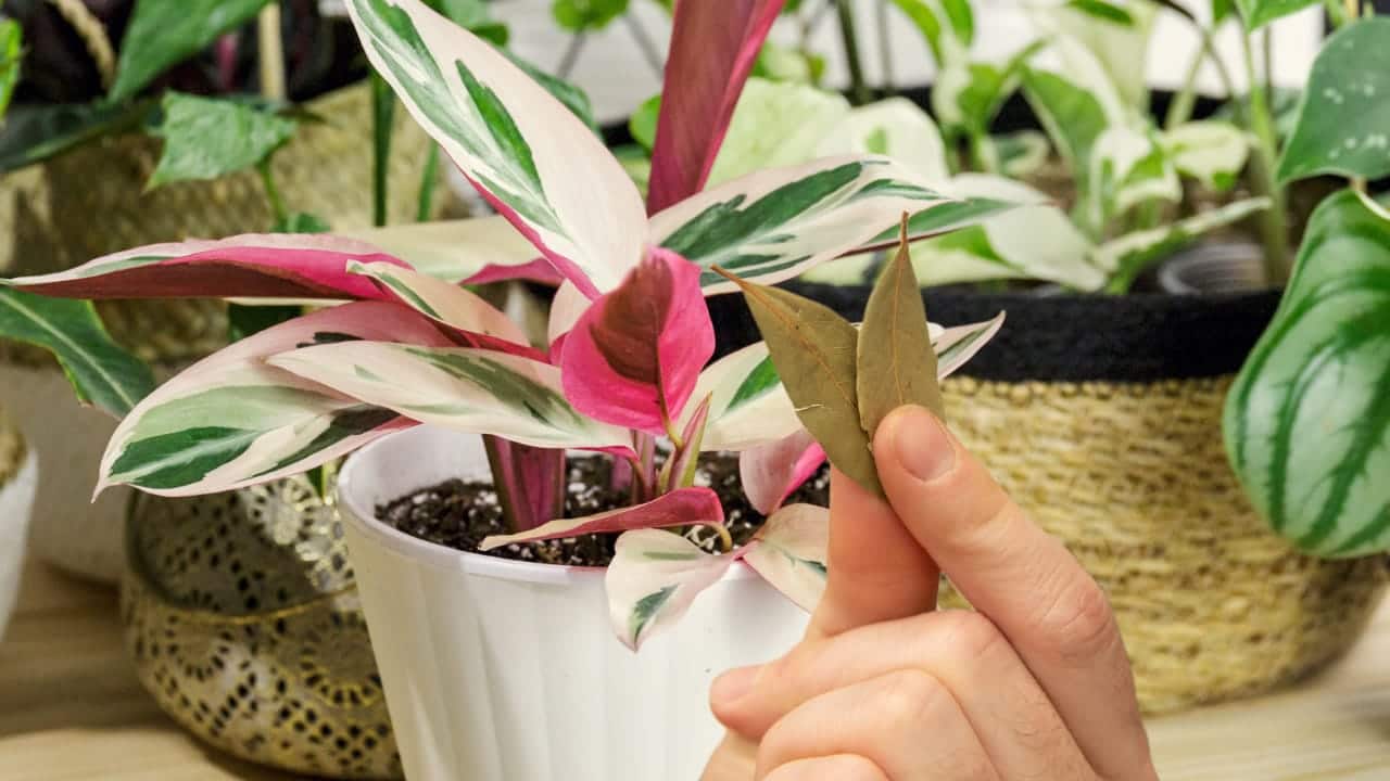 Bay leaves in plants