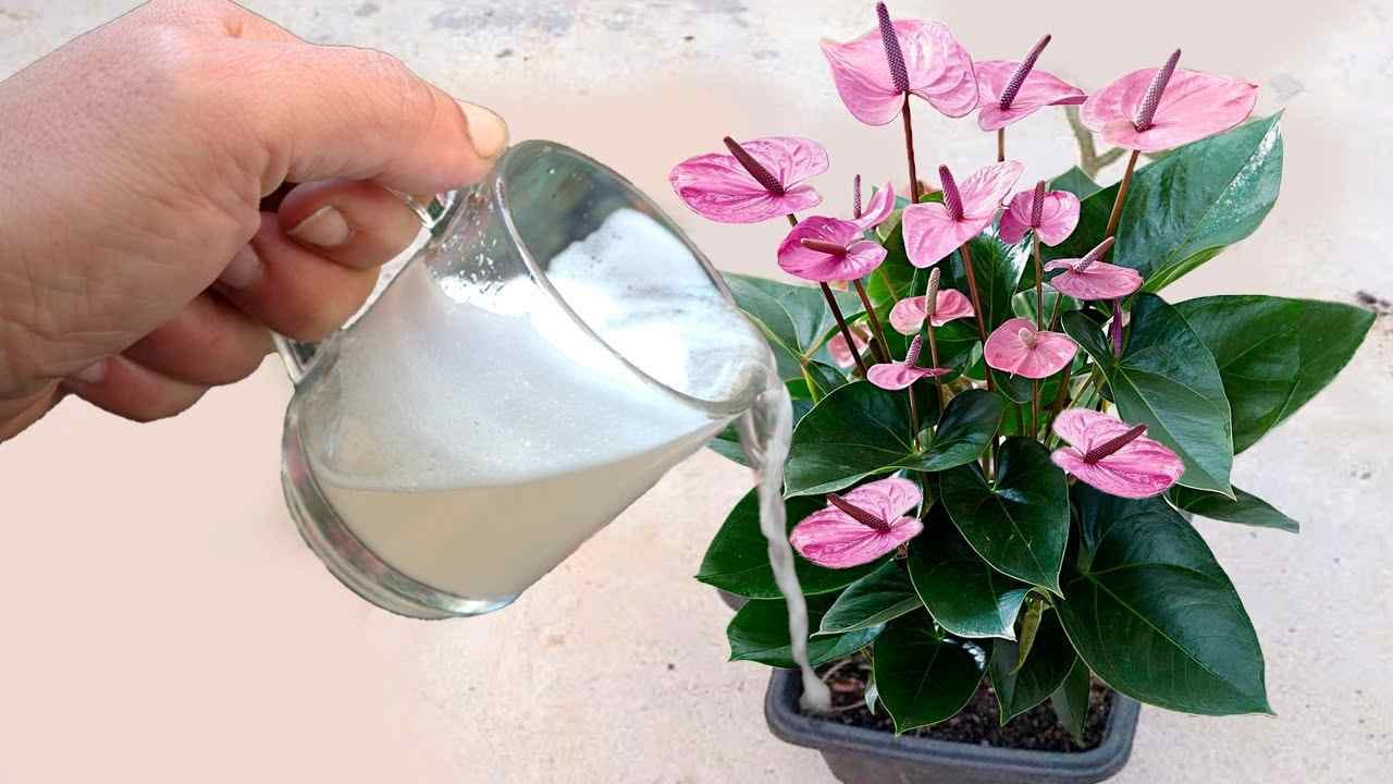 Just 1 glass of this will grow so many flowers