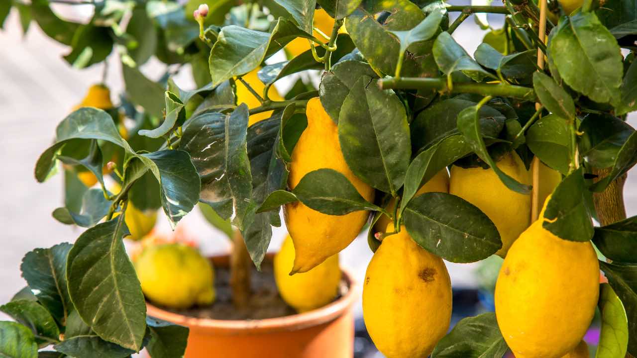 Lemon tree