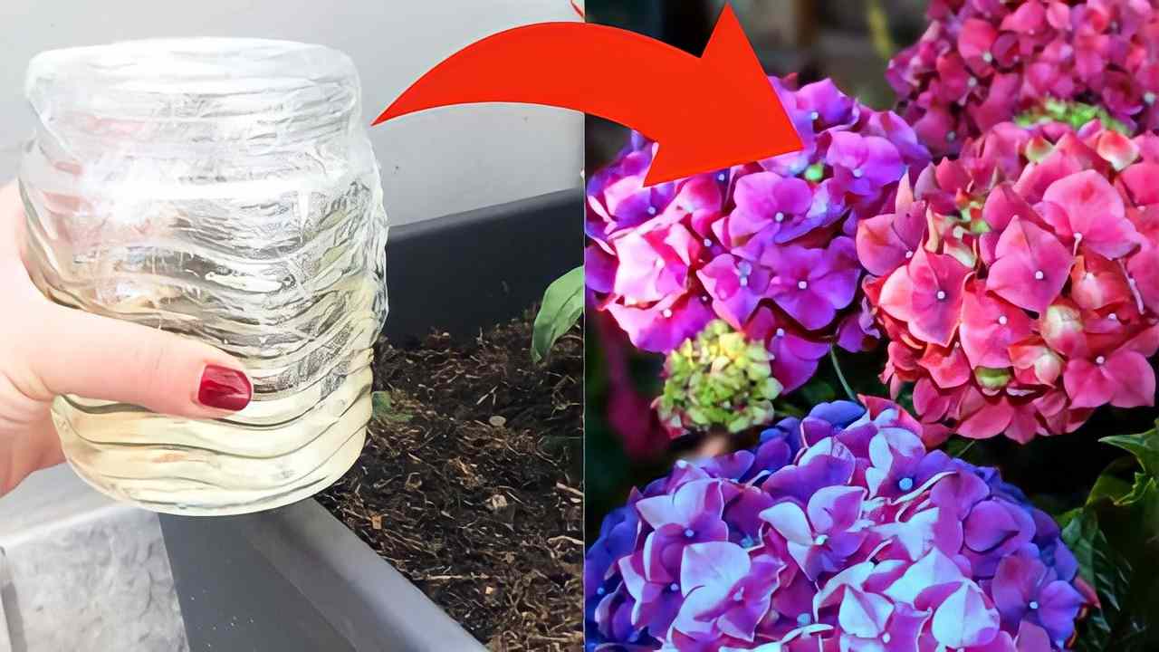 Vinegar in hydrangeas