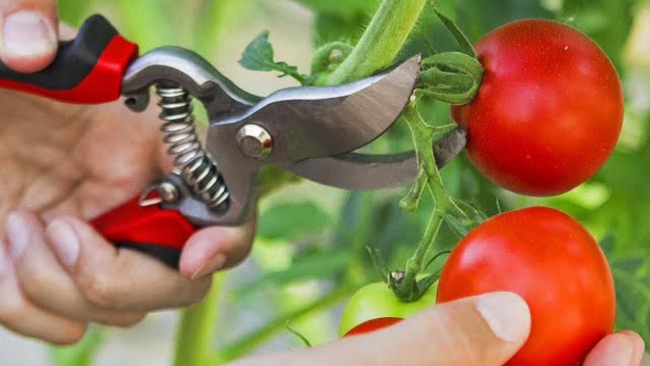 Chop the tomatoes