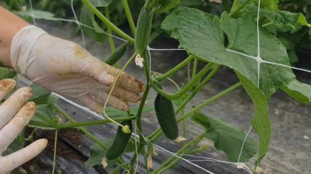 Growing cucumbers