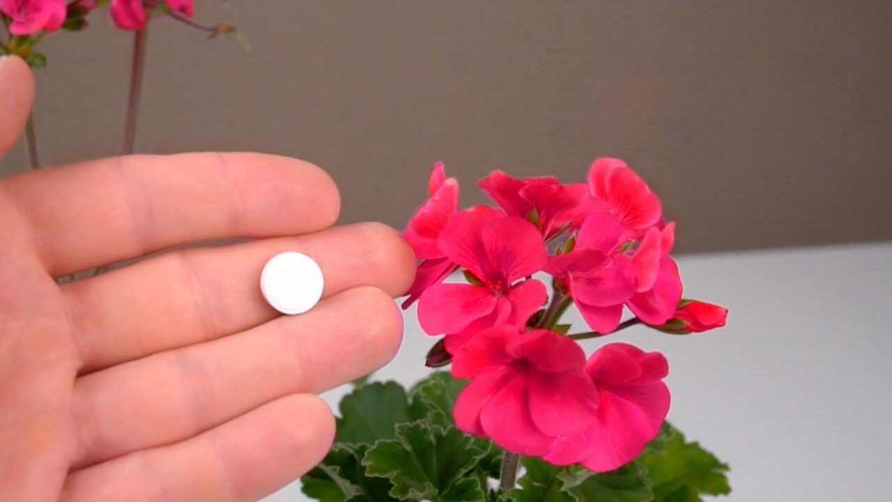 Flowering method geraniums