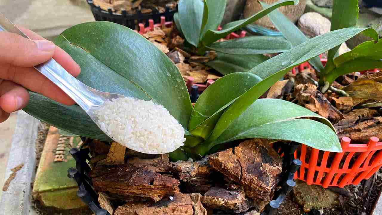 fertilizer for orchid