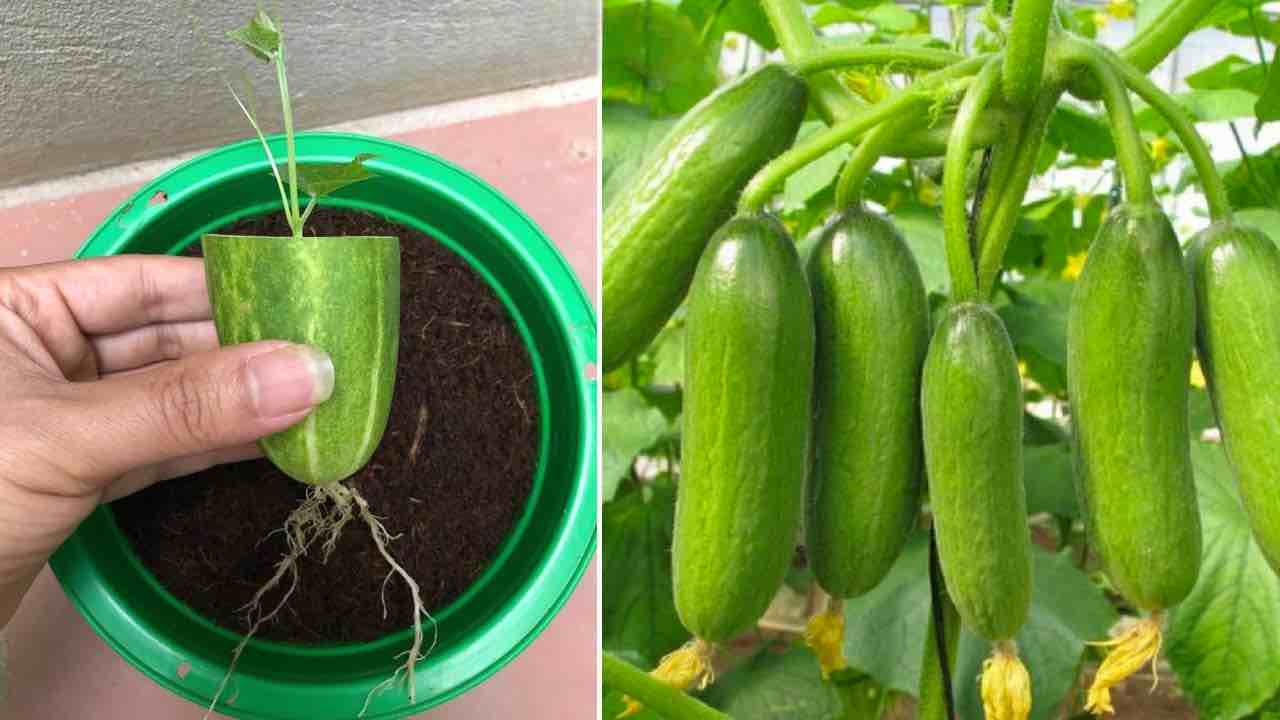 plant cucumbers