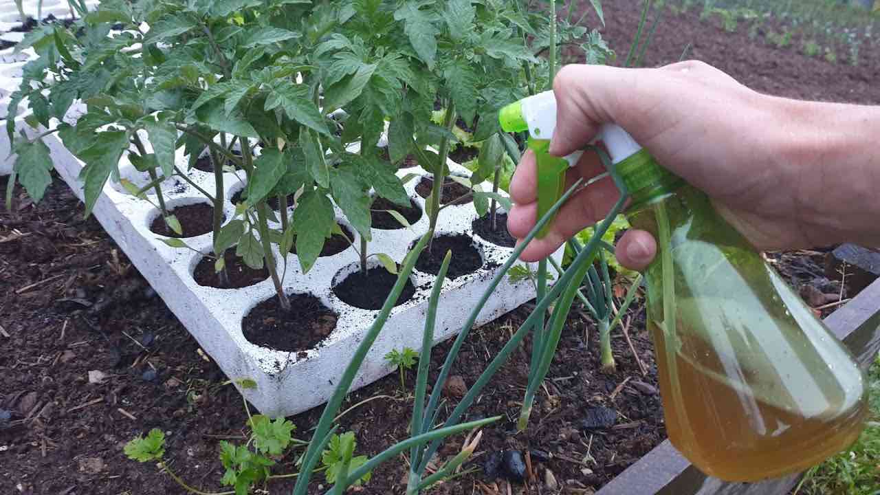 Gardeners trick for seedlings