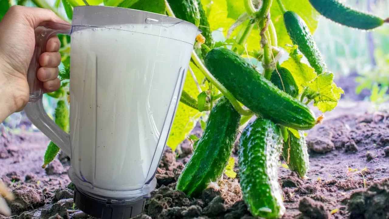 Water cucumbers