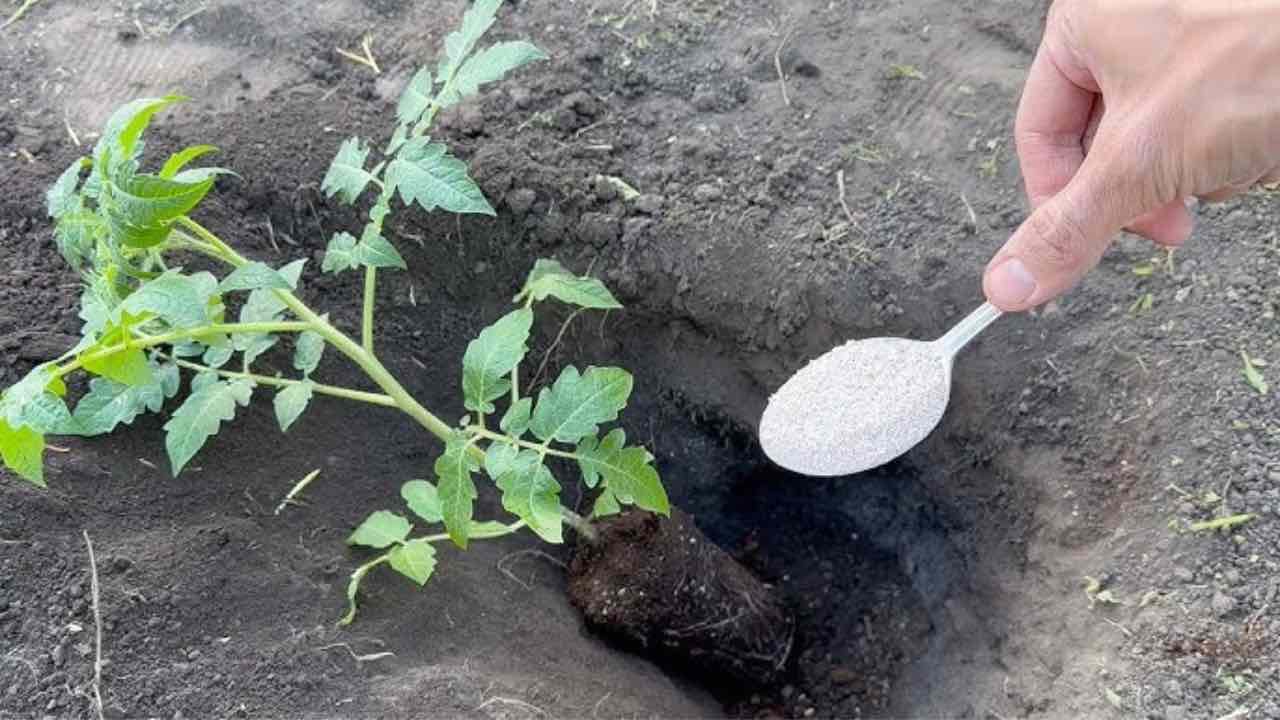 planting tomatoes