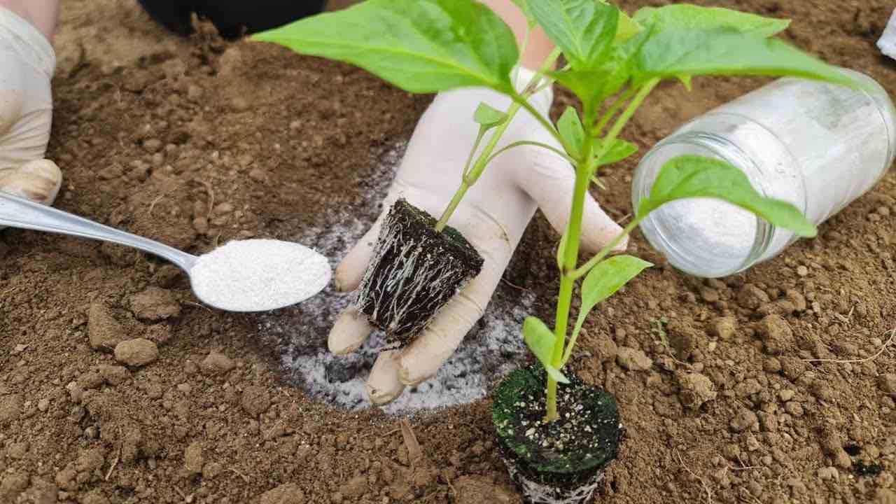 Planting peppers