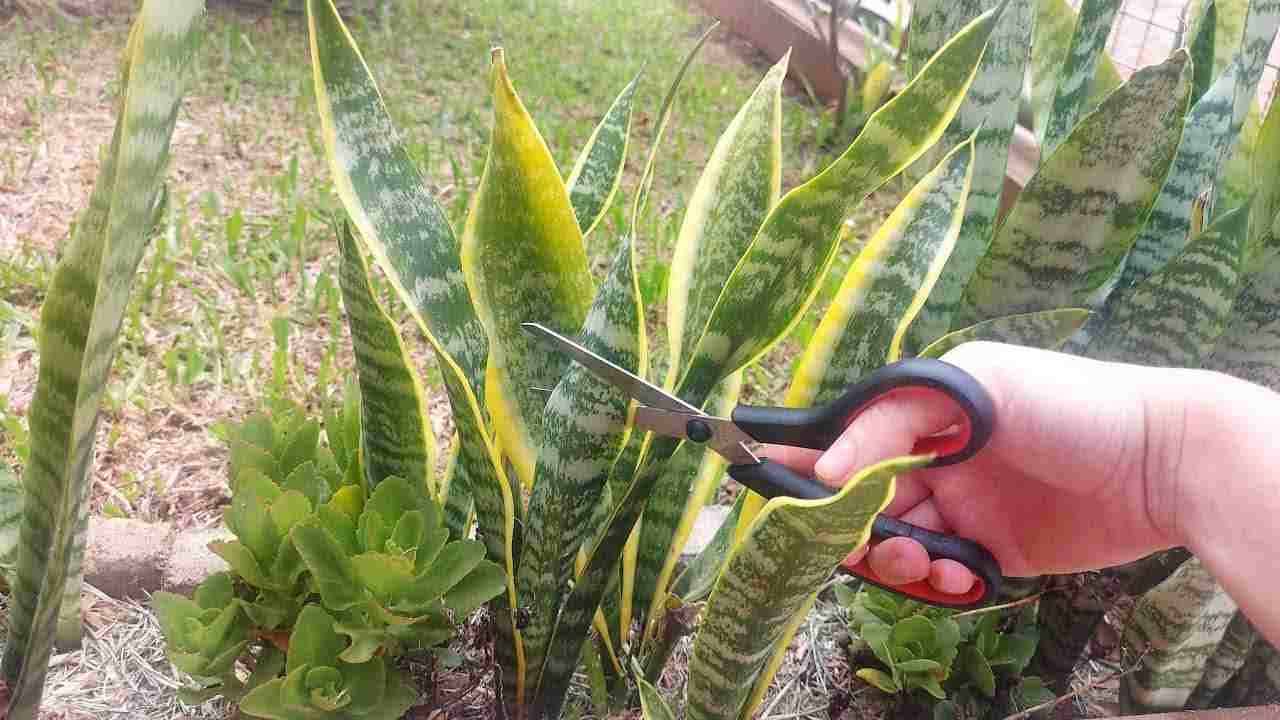 Mother-in-law's tongue, the secret to rapid reproduction