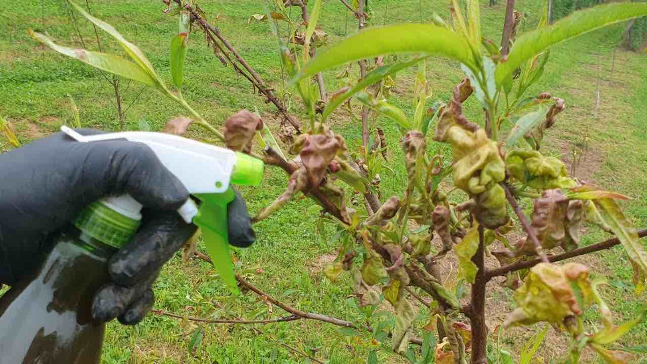 curling peach leaves