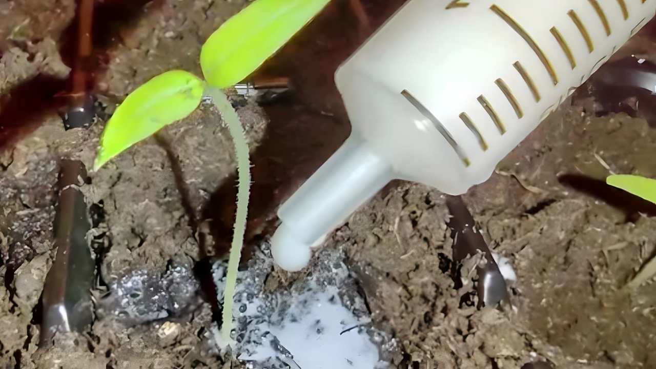 Tomato seedlings