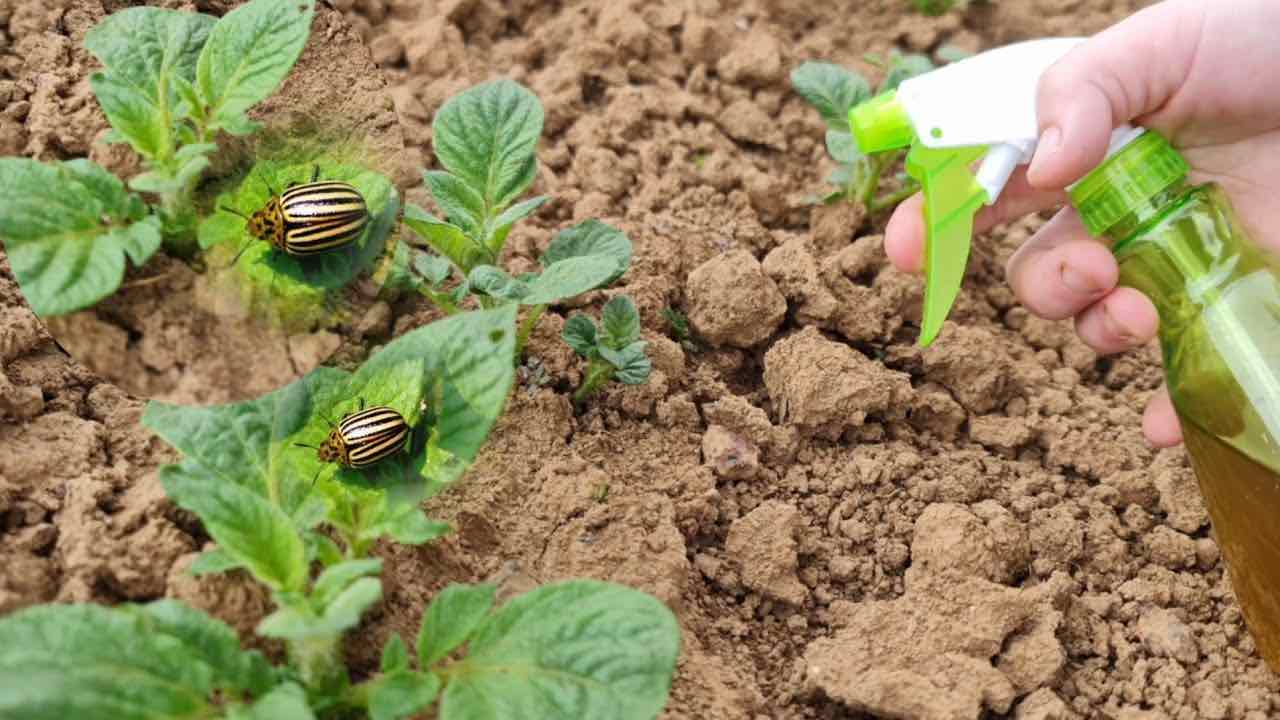 Natural method against beetles