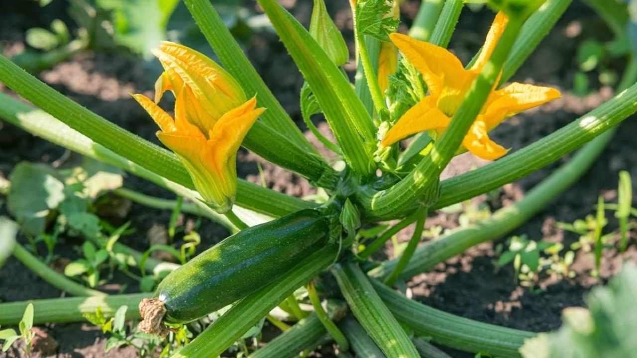 Zucchini plant