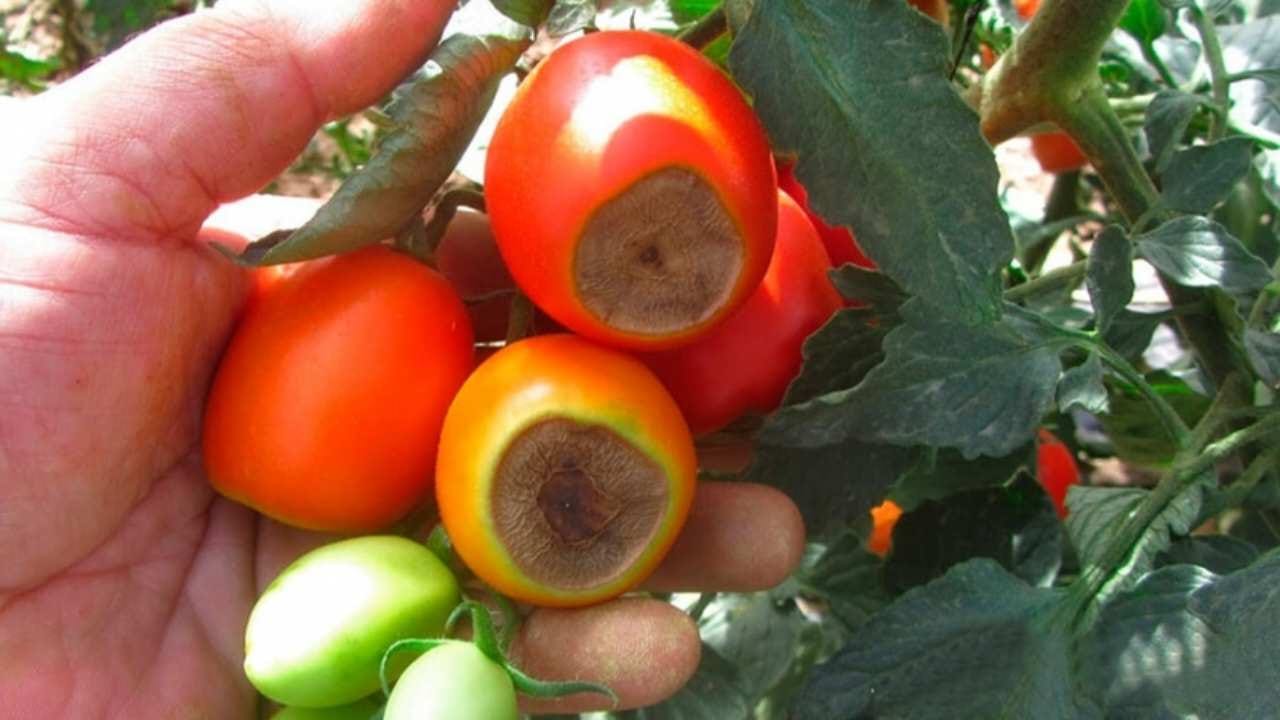 Why do tomatoes turn black at the tip