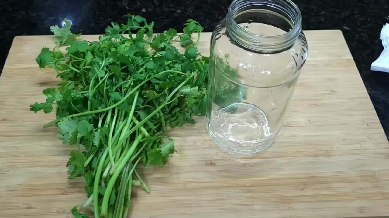 Parsley in pot