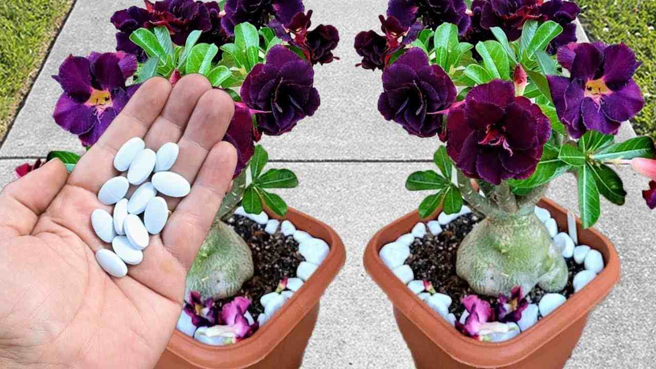 Pills in plants