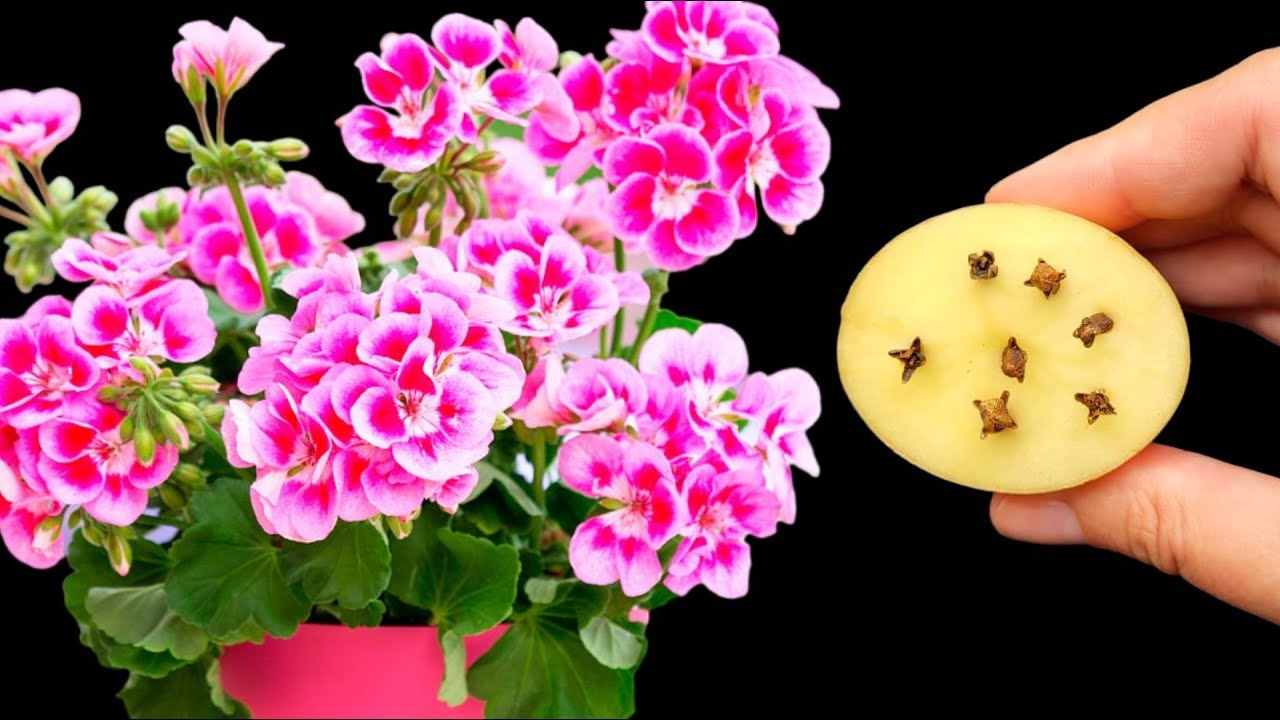 Flowers and potato