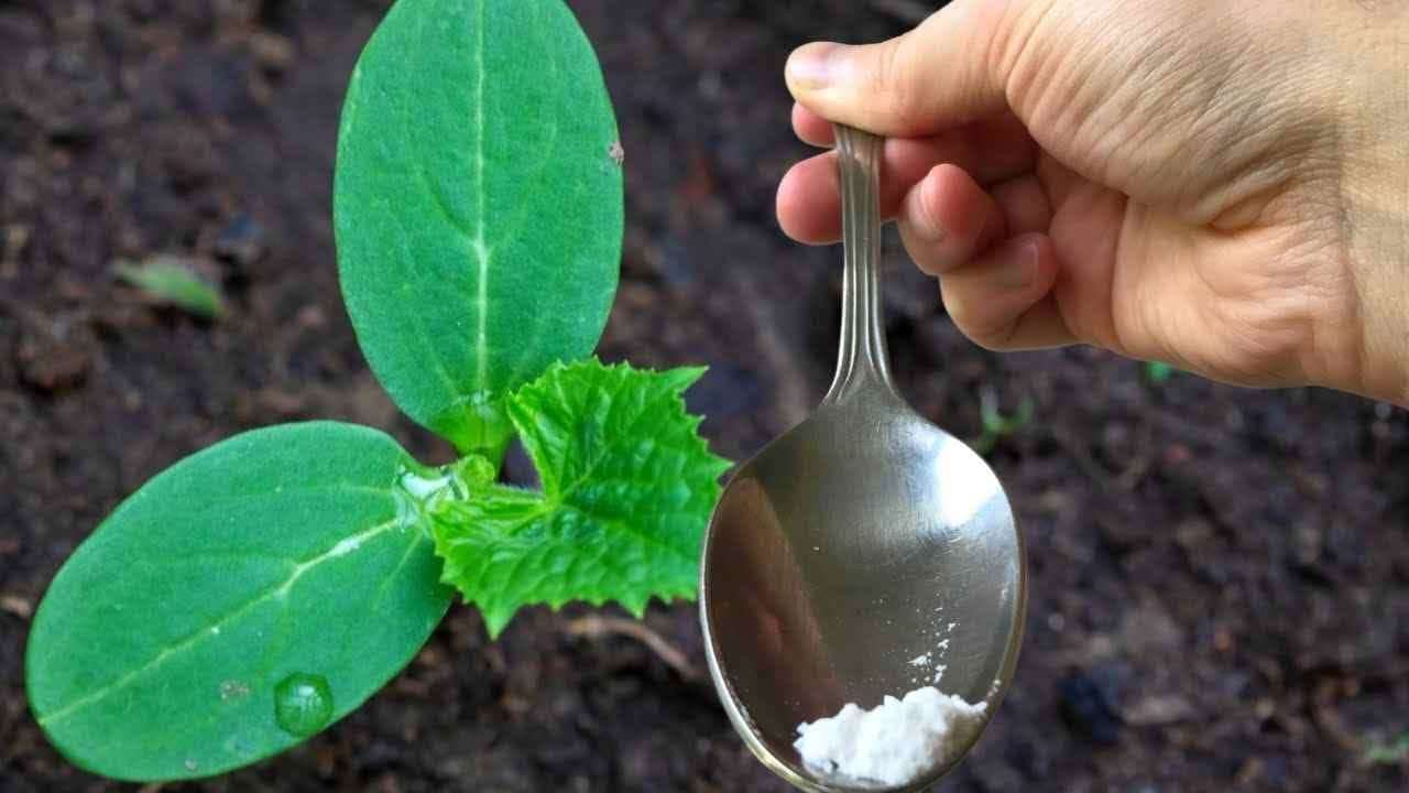 One tablespoon for each cucumber and you will have a bountiful harvest